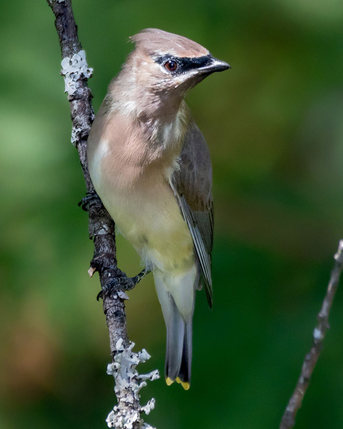 Cedar Waxwing