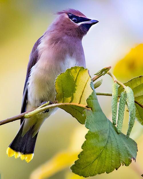 Cedar Waxwing