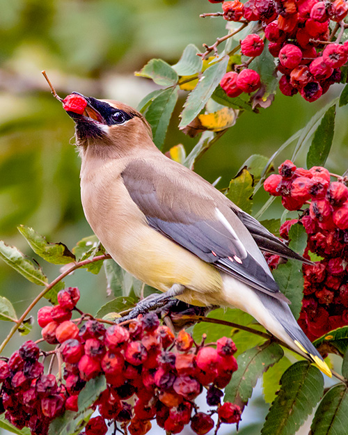 Cedar Waxwing