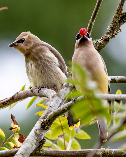 Cedar Waxwing