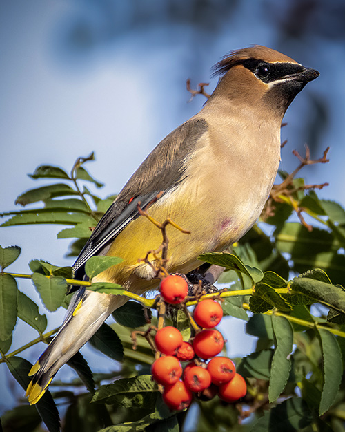 Cedar Waxwing
