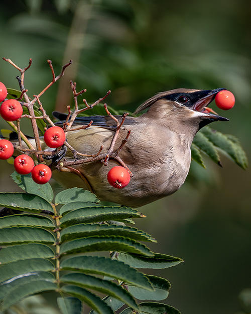 Cedar Waxwing