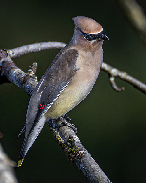 Cedar Waxwing