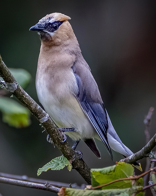 Cedar Waxwing