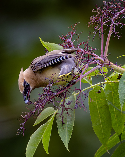 Cedar Waxwing