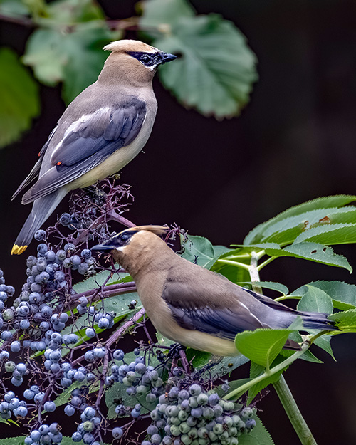 Cedar Waxwing