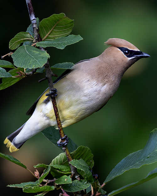 Cedar Waxwing
