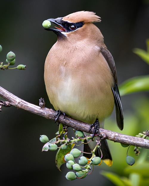 Cedar Waxwing