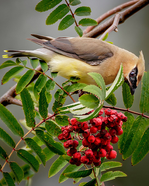 Cedar Waxwing