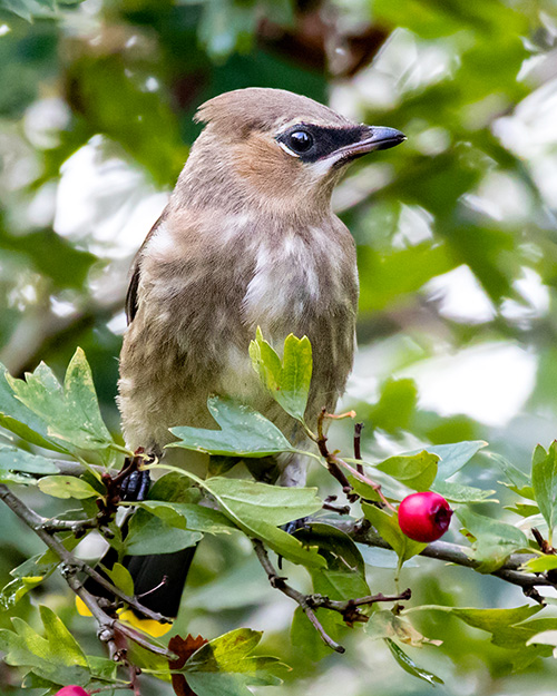 Cedar Waxwing