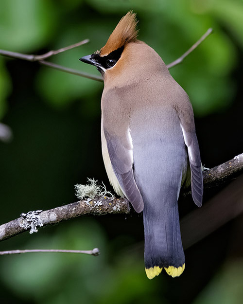 Cedar Waxwing