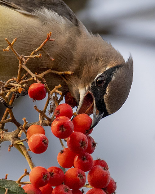 Cedar Waxwing