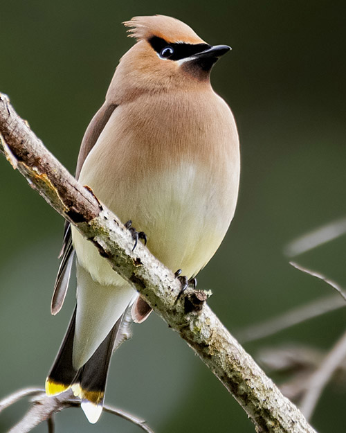 Cedar Waxwing