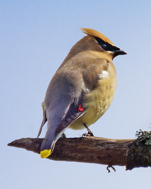 Cedar Waxwing