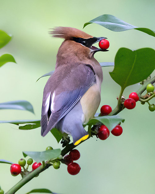 Cedar Waxwing