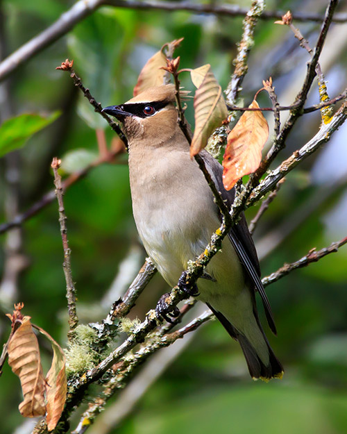 Cedar Waxwing