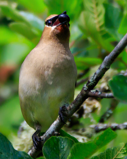 Cedar Waxwing