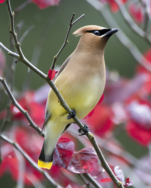 Cedar Waxwing