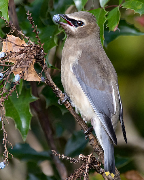 Cedar Waxwing