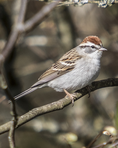 Chipping Sparrow