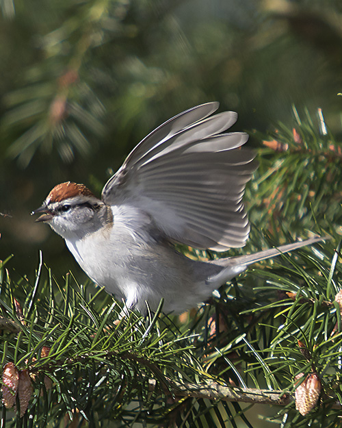 Chipping Sparrow