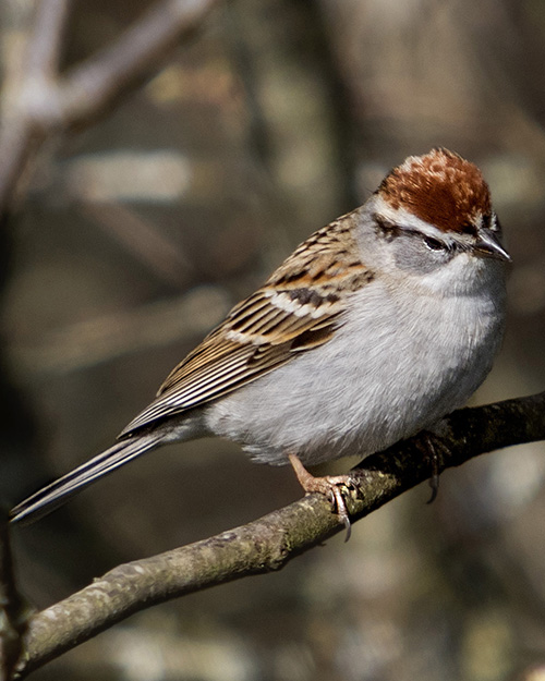 Chipping Sparrow