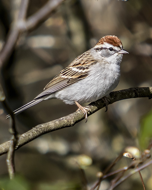 Chipping Sparrow