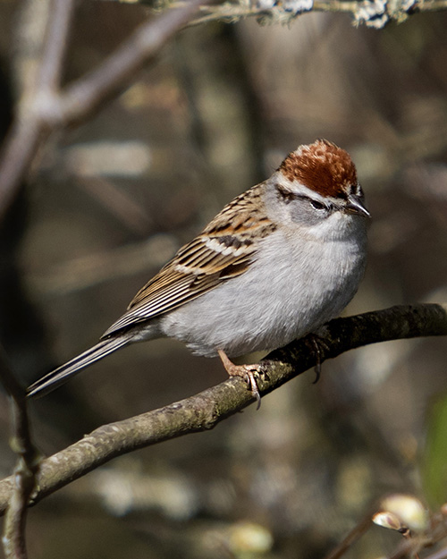 Chipping Sparrow