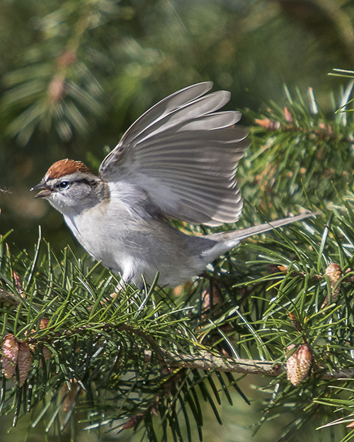 Chipping Sparrow