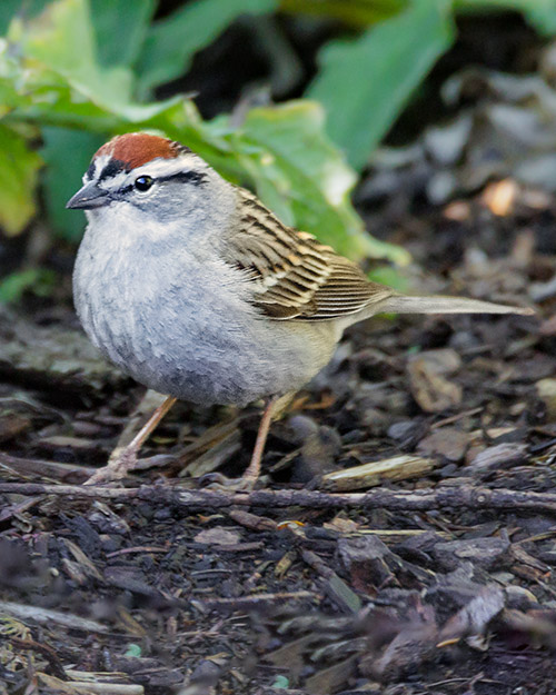 Chipping Sparrow