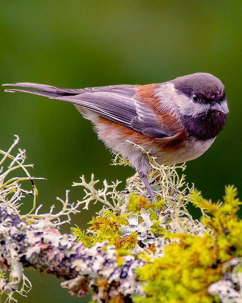 Chestnut-backed Chickadee