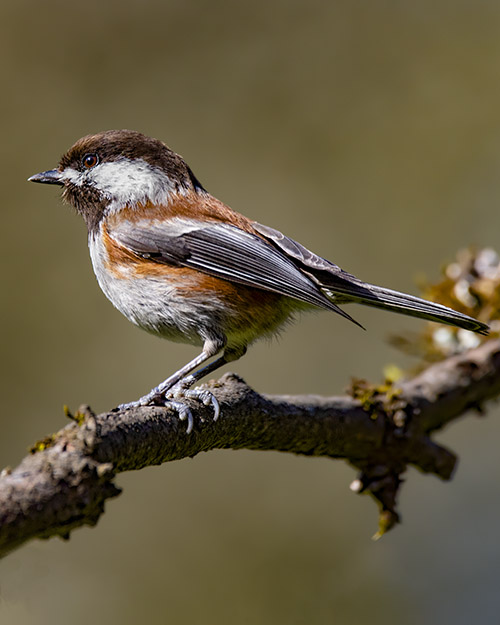 Chestnut-backed Chickadee