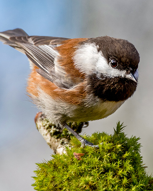 Chestnut-backed Chickadee