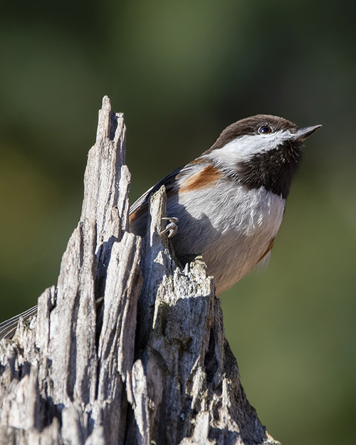 Chestnut-backed Chickadee