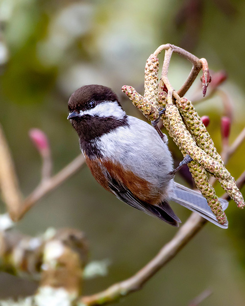 Chestnut-backed Chickadee