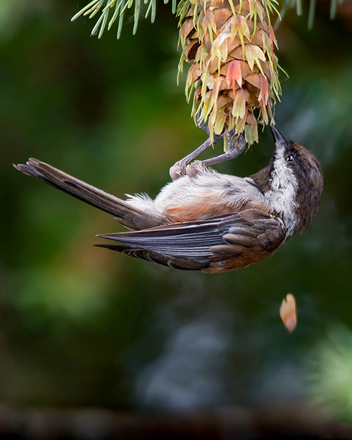 Chestnut-backed Chickadee