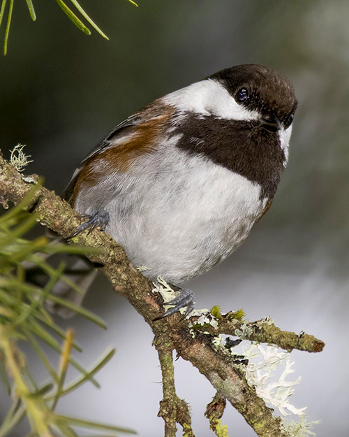 Chestnut-backed Chickadee