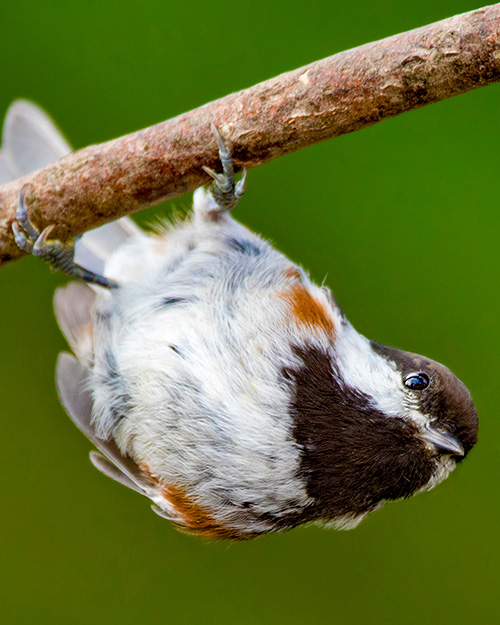 Chestnut-backed Chickadee