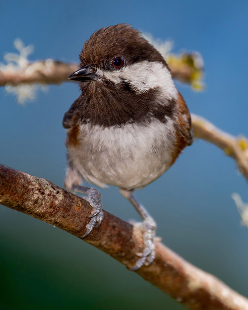 Chestnut-backed Chickadee