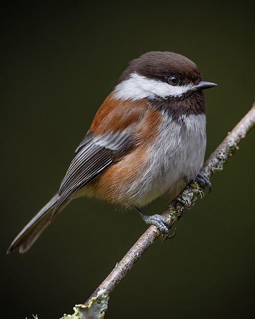 Chestnut-backed Chickadee