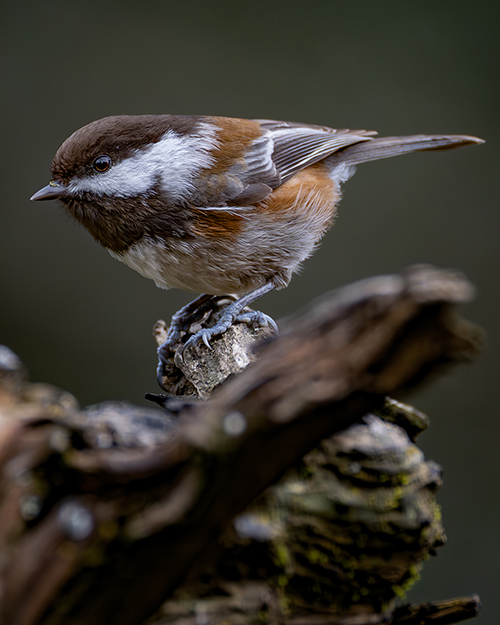 Chestnut-backed Chickadee