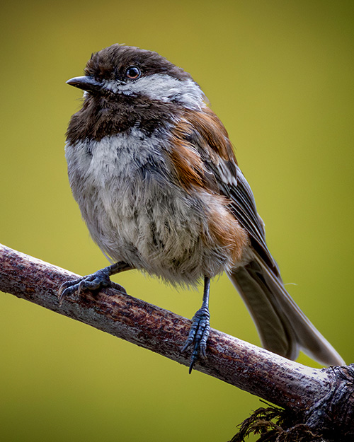 Chestnut-backed Chickadee