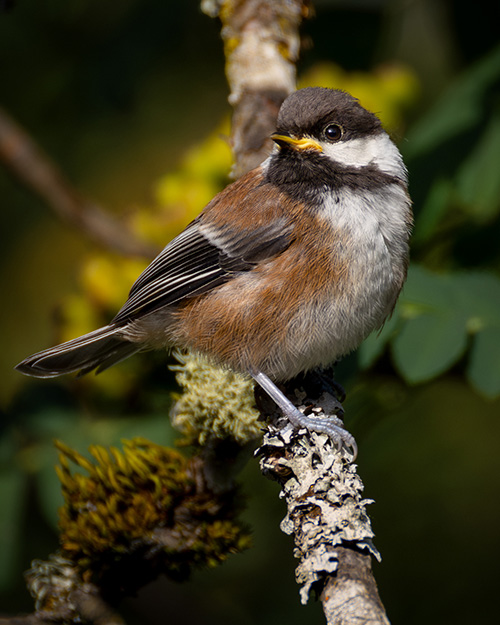 Chestnut-backed Chickadee