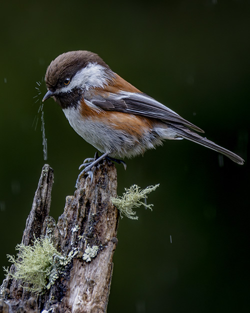 Chestnut-backed Chickadee