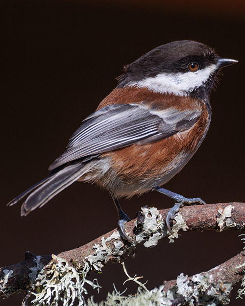 Chestnut-backed Chickadee