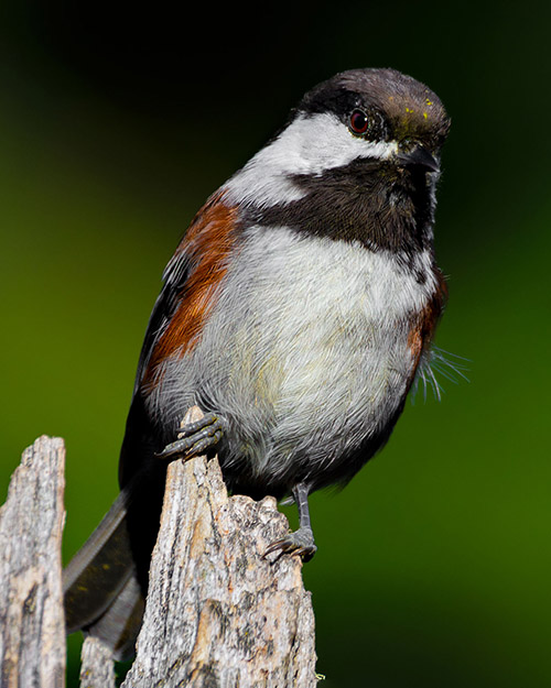 Chestnut-backed Chickadee