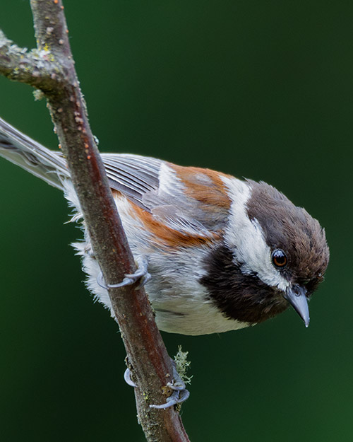 Chestnut-backed Chickadee