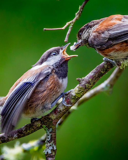 Chestnut-backed Chickadee