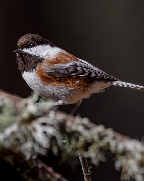 Chestnut-backed Chickadee