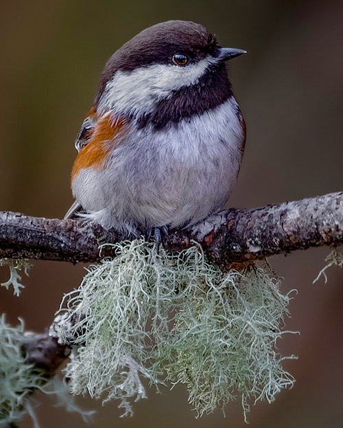 Chestnut-backed Chickadee